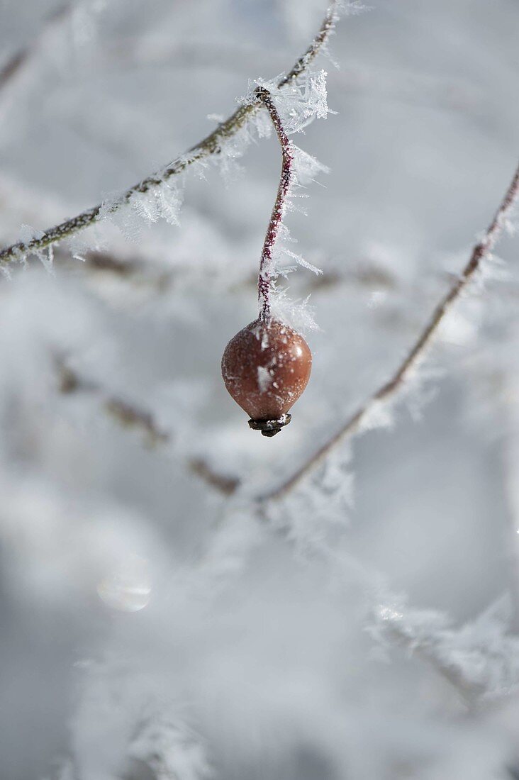 Frozen Rosehip (Rosa) with rime crystals