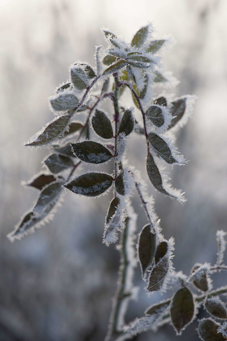 Frozen shoot of pink, leaves thick with hoarfrost crystals