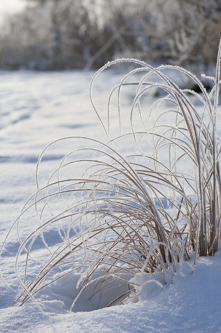 Grass in the snow-covered garden, thickly covered with hoarfrost