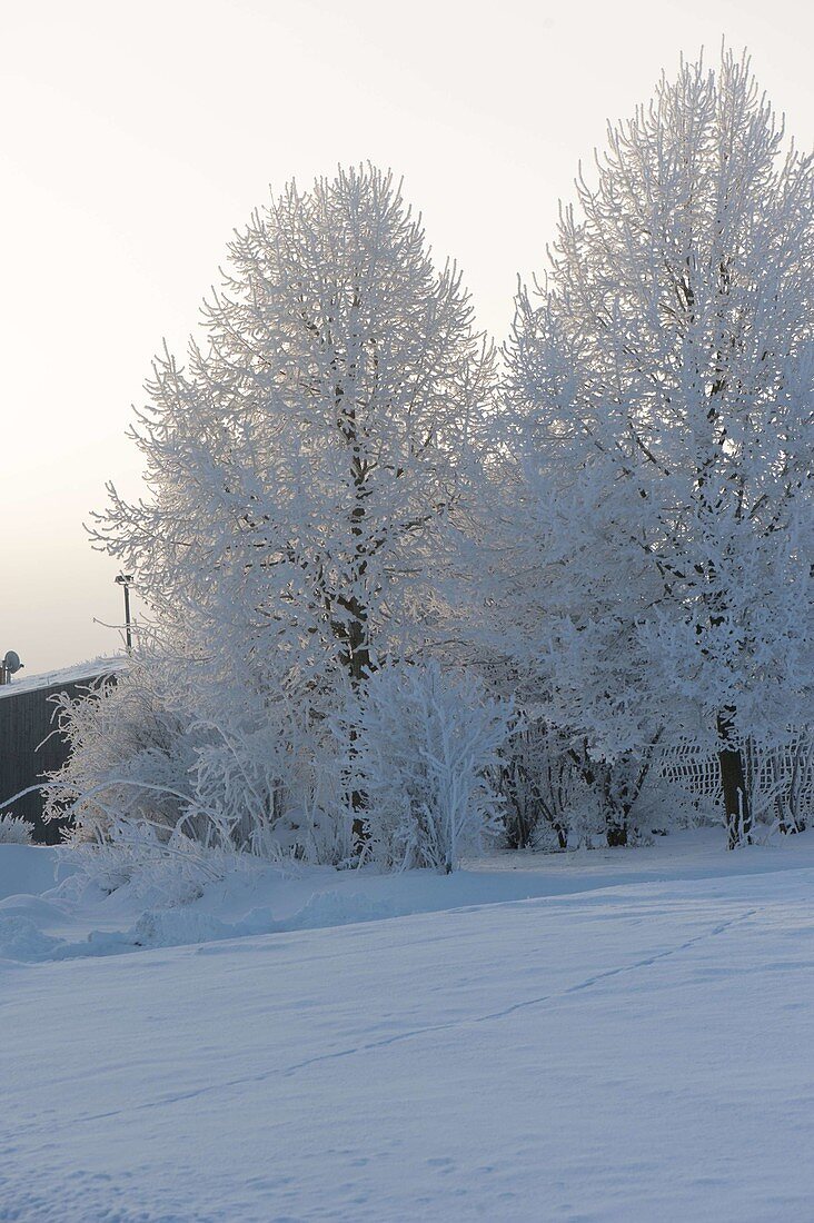 Snowy garden, trees covered with hoarfrost
