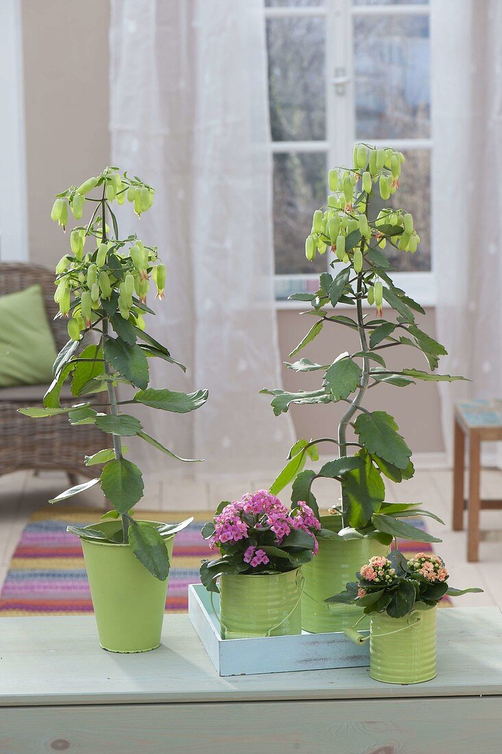 Kalanchoe 'Magic Bells' with green bellflowers and k. blossfeldiana