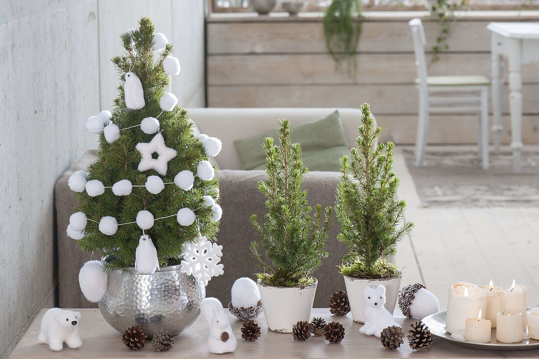 Picea glauca 'Conica' festively decorated
