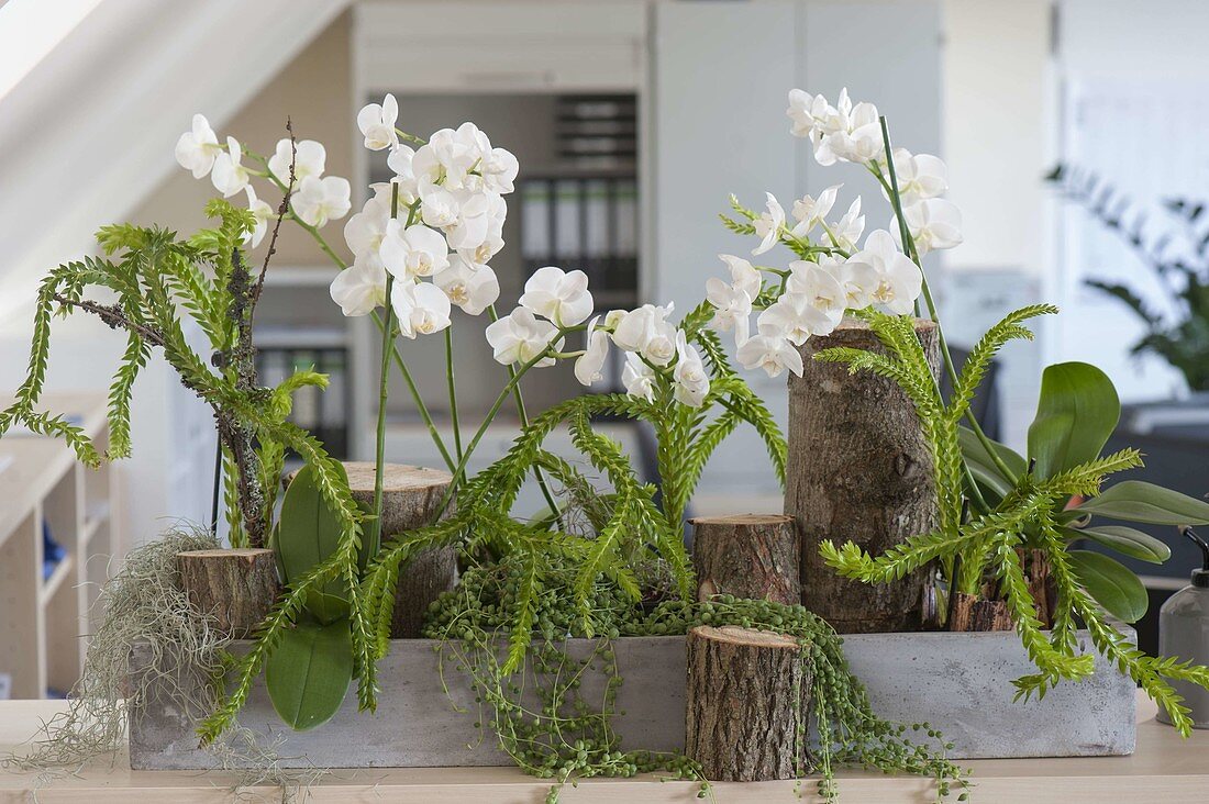 Büro-Bepflanzung mit Phalaenopsis (Schmetterlingsorchidee, Malayenblumen