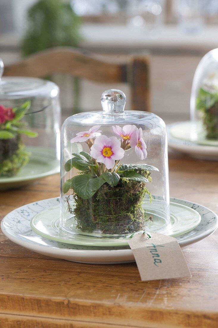 Table decoration with primroses under glass bells