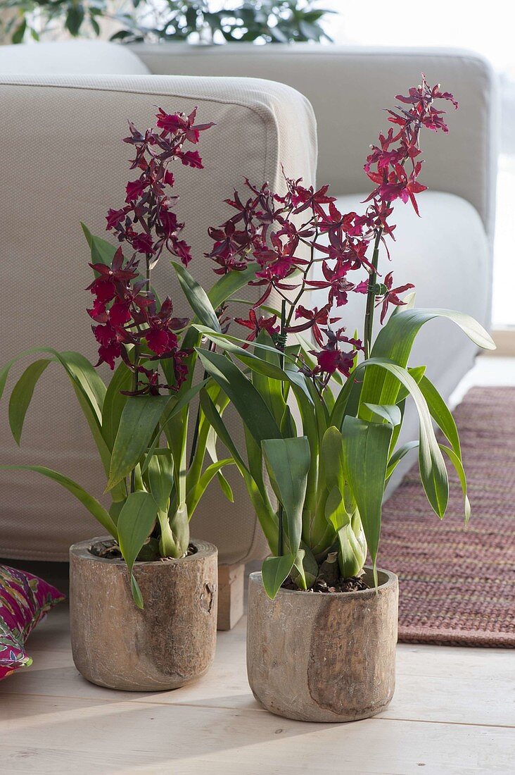 Colmanara Wildcat 'Bobcat' (orchids) in wooden pots