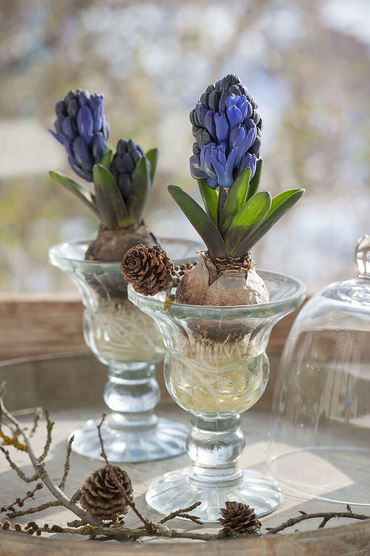 Hyacinthus with washed-out roots on wine glasses