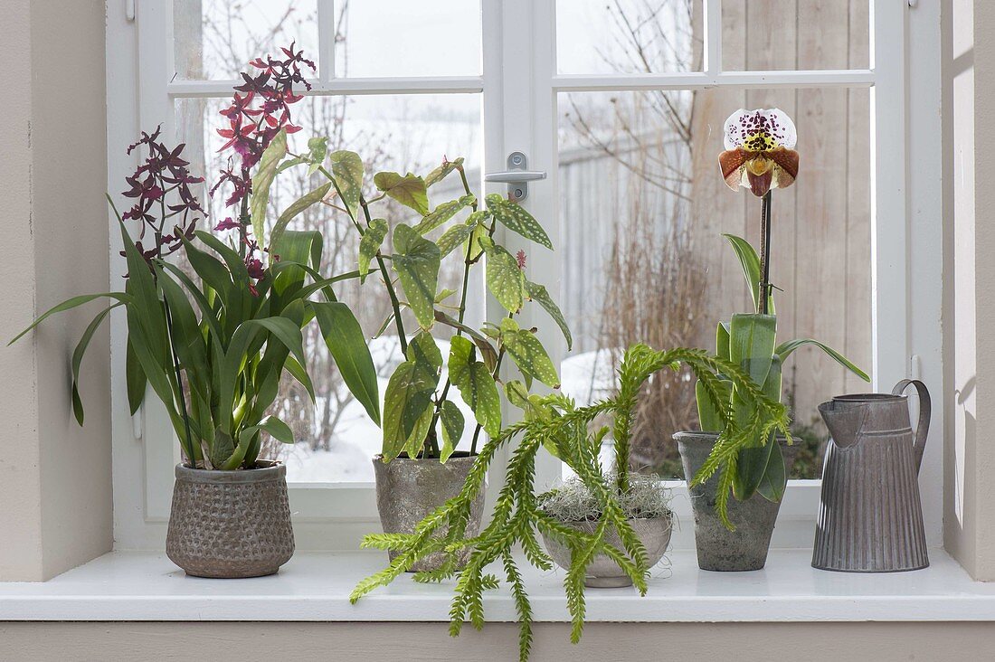 Fenster für Halbschatten - Pflanzen : Colmanara Wildcat 'Bobcat' (Orchideen)