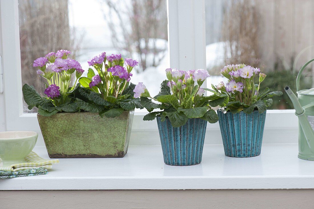 Primula acaulis 'Suzette' (Gefuellte Primeln) am Fenster