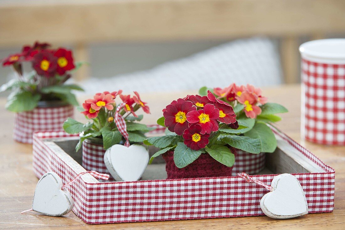 Primula acaulis on tray with red-white checked ribbon