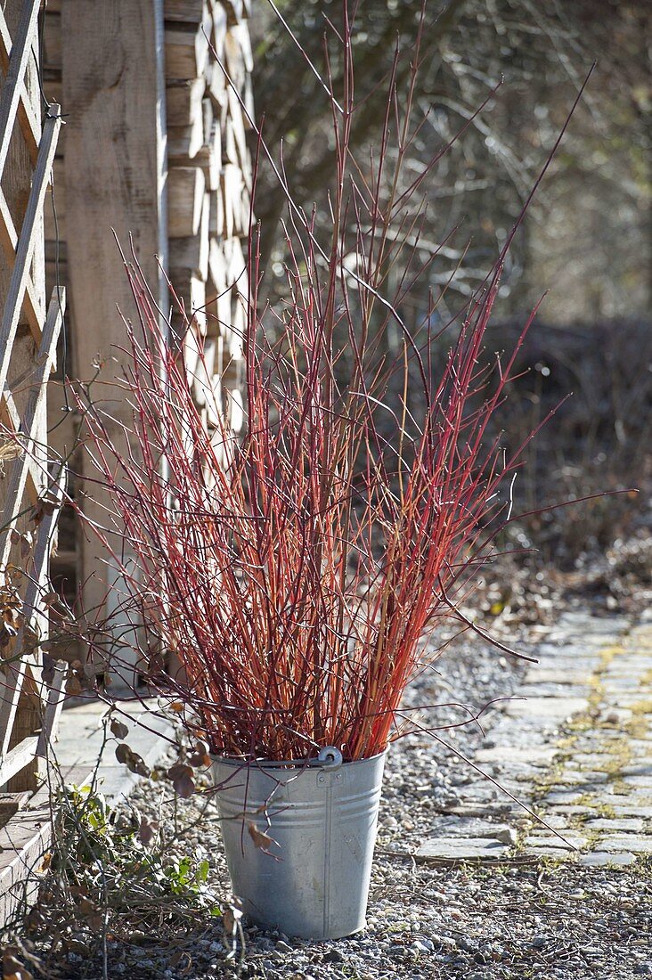 Rote und orangefarbene Zweige von Cornus (Hartriegel) im Zink-Eimer
