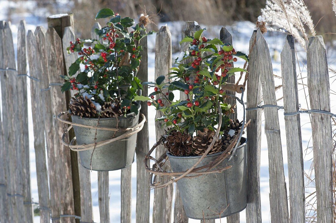 Zink pots with Ilex aquifolium attached to the garden fence