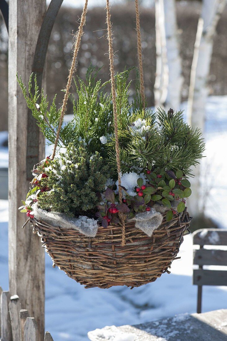 Hanging flower basket with hardy plants