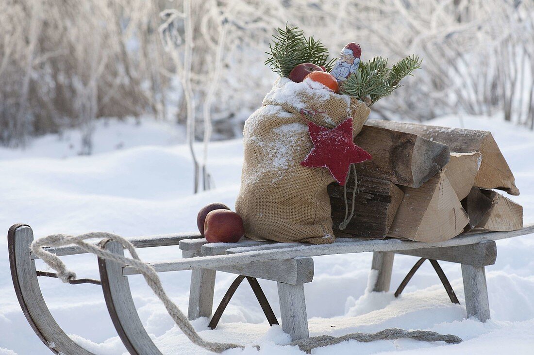 Santa Claus sleigh with firewood and pickaxe, blooming