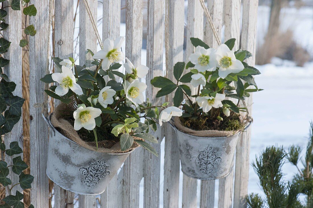 Helleborus niger in metal sheet pots hung on the privacy screen