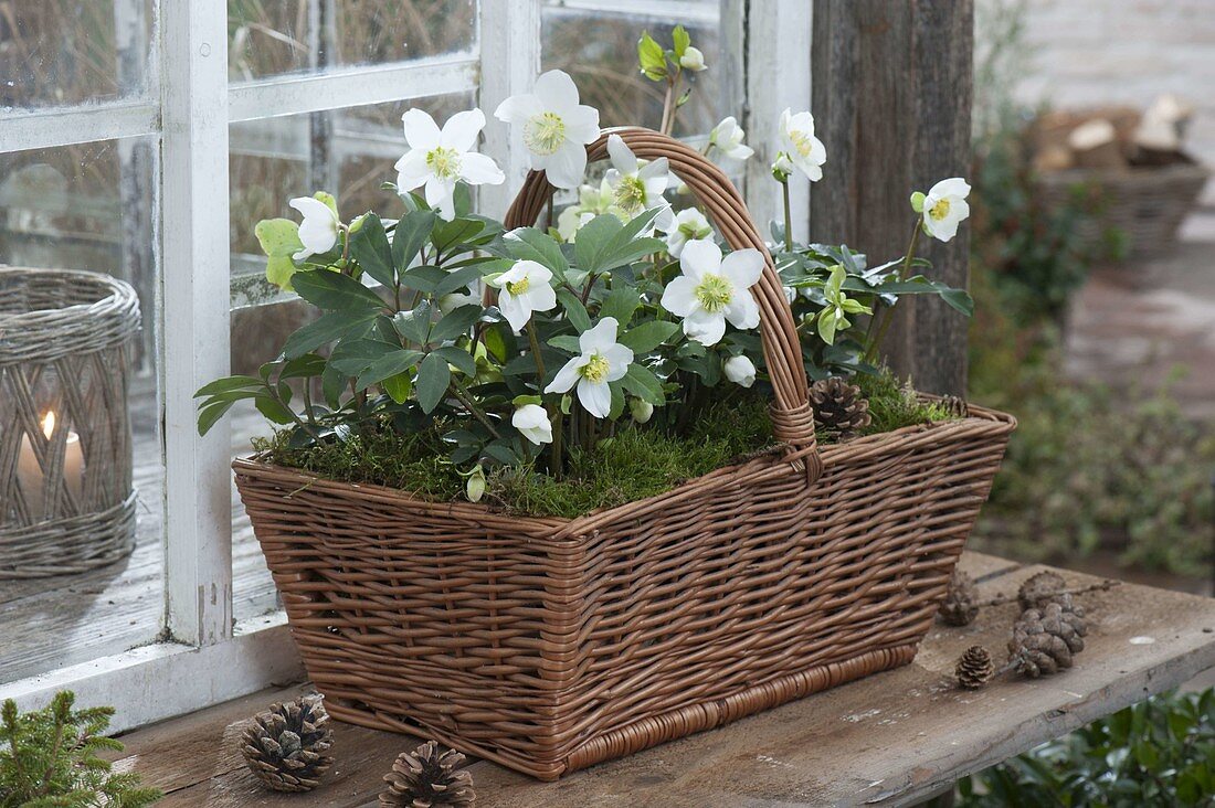 Plant a handle basket with Helleborus niger (Christmas rose)