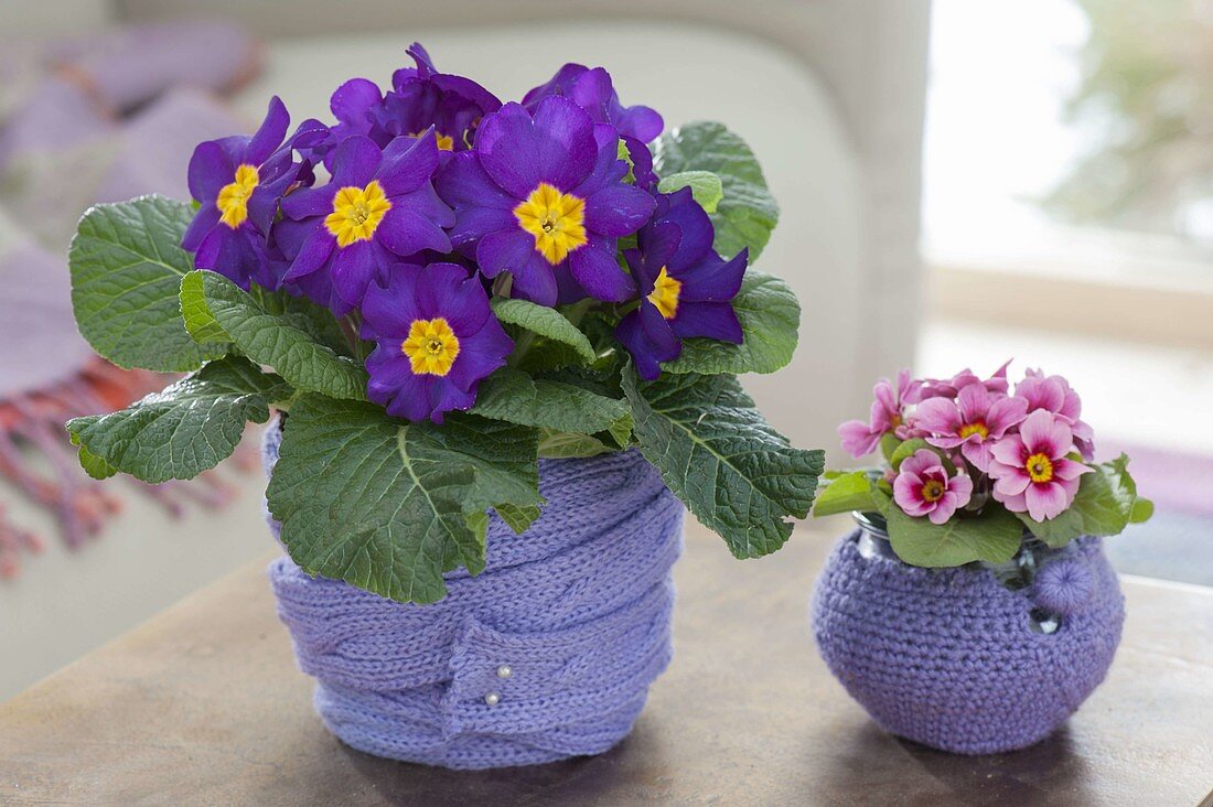 Primula acaulis (Primeln) mit Strick-Band und Haekel-Übertopf verkleidet