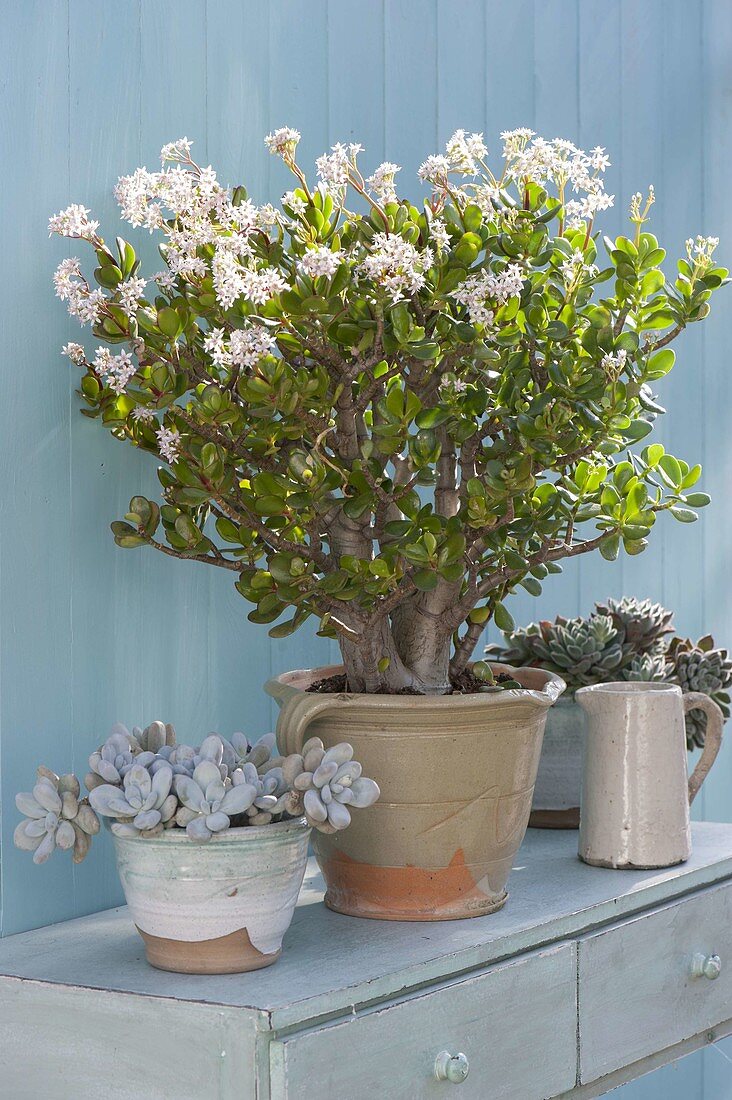 Crassula arborescens (Geldbaum, Pfennigbaum) in voller Blüte