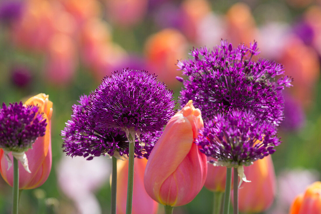 Allium 'Purple Sensation' (Zierlauch) mit Tulipa (Tulpen)