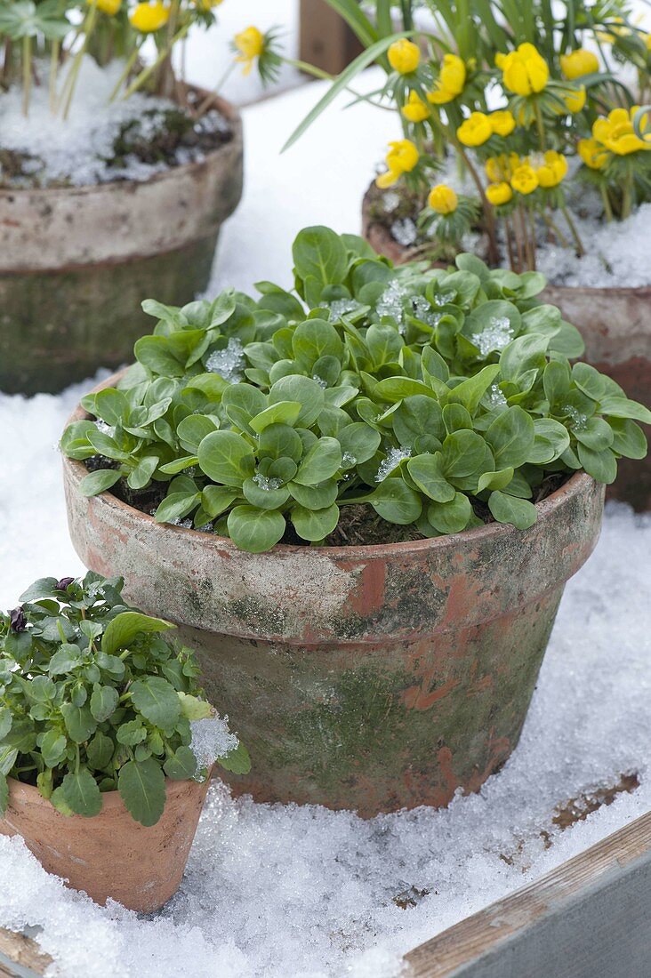 Corn salad (Valerianella locusta) as a winter salad in clay pot