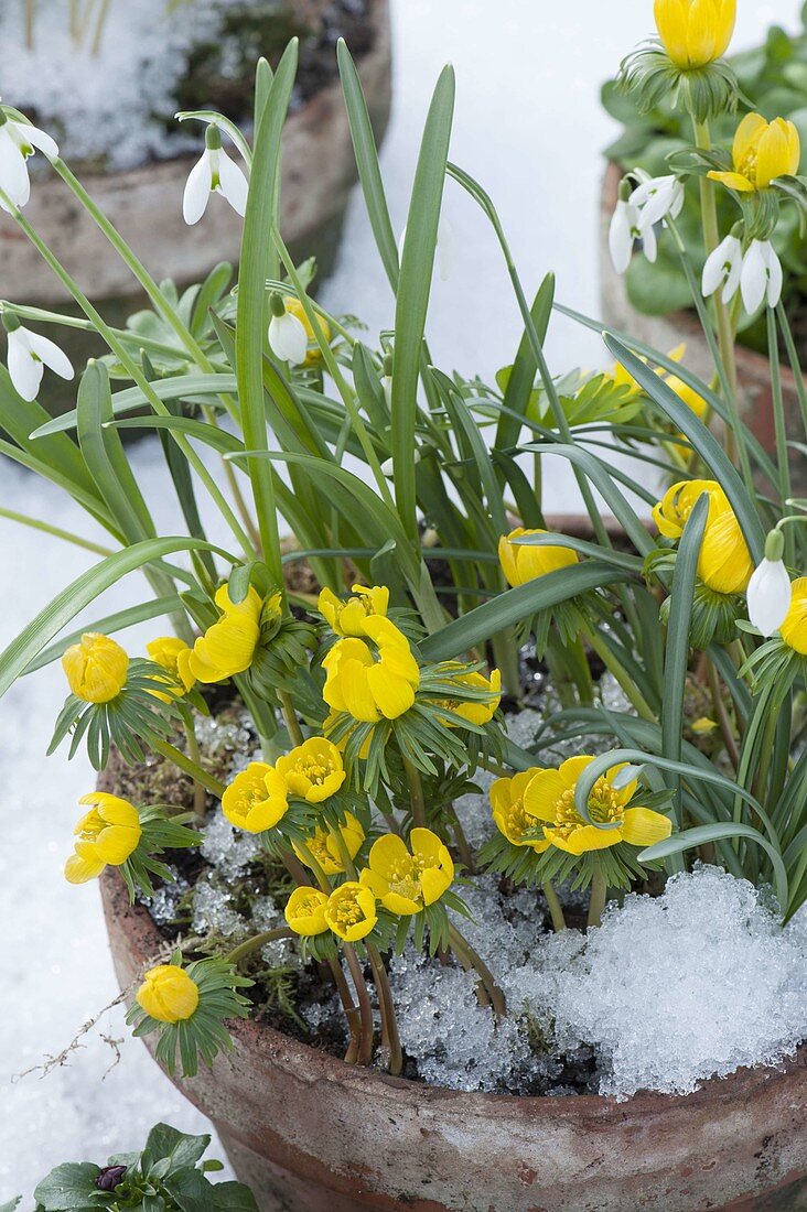 Clay pot with Eranthis hyemalis and Galanthus nivalis