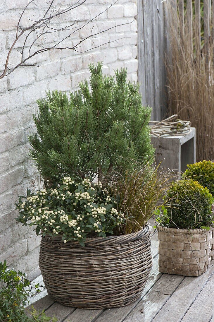 Winter hardy planted basket, Pinus, Skimmia japonica 'Kew White'
