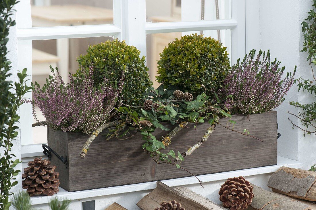 Wooden box in front of window winterly planted with Buxus