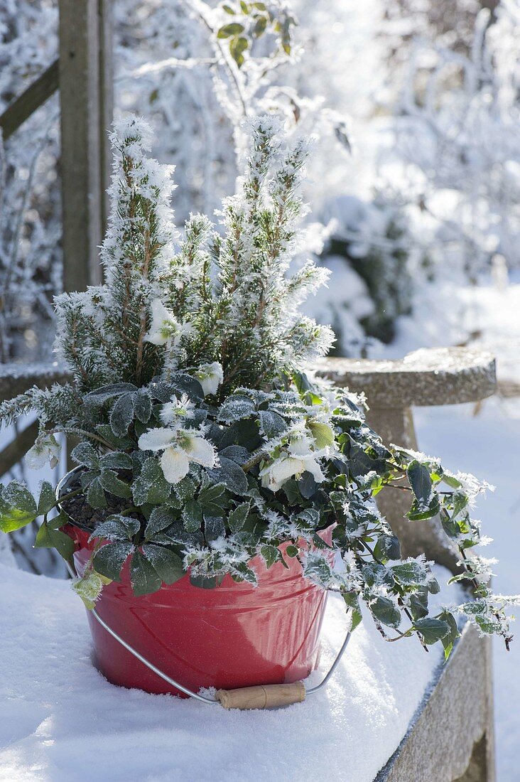Red bucket with Helleborus niger and Picea glauca 'Conica'
