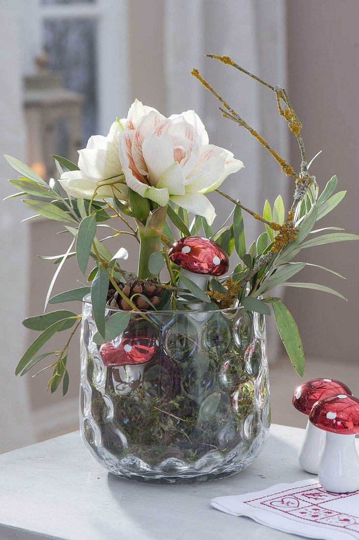 Hippeastrum without soil in the glass with moss, decorated
