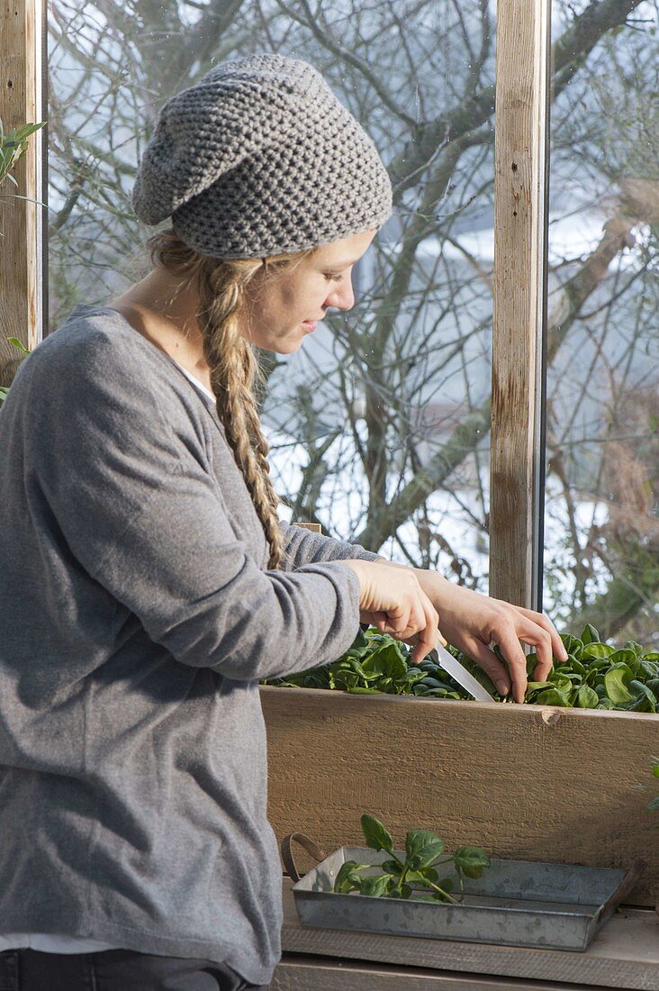 Frau erntet Spinat 'Matador' (Spinacia oleracea) im kalten Wintergarten