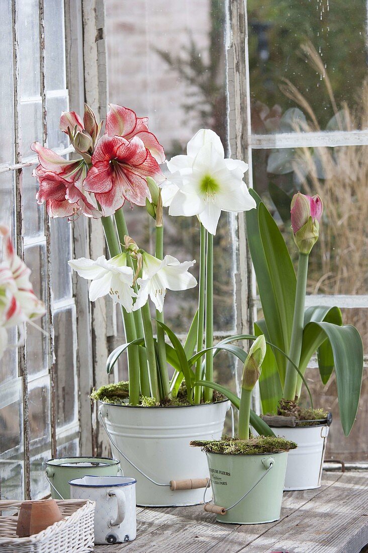 Hippeastrum 'Charisma' and 'Arctic White' in enamelled tin buckets