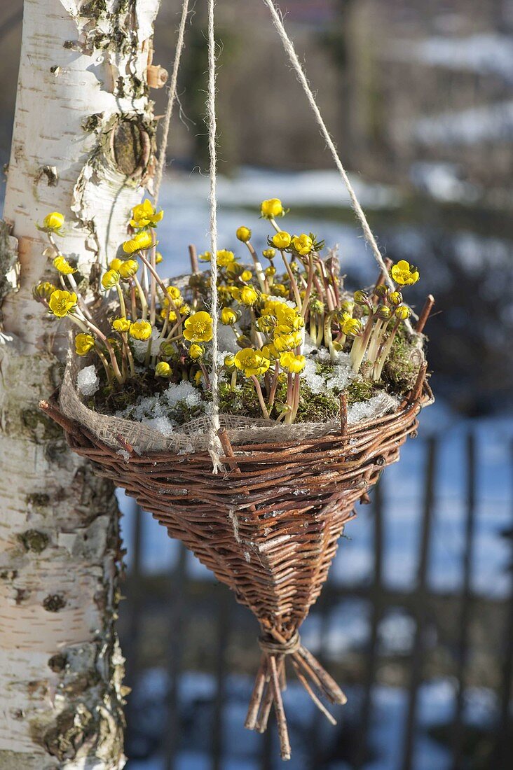 Homemade basket with Eranthis hyemalis as hanging basket