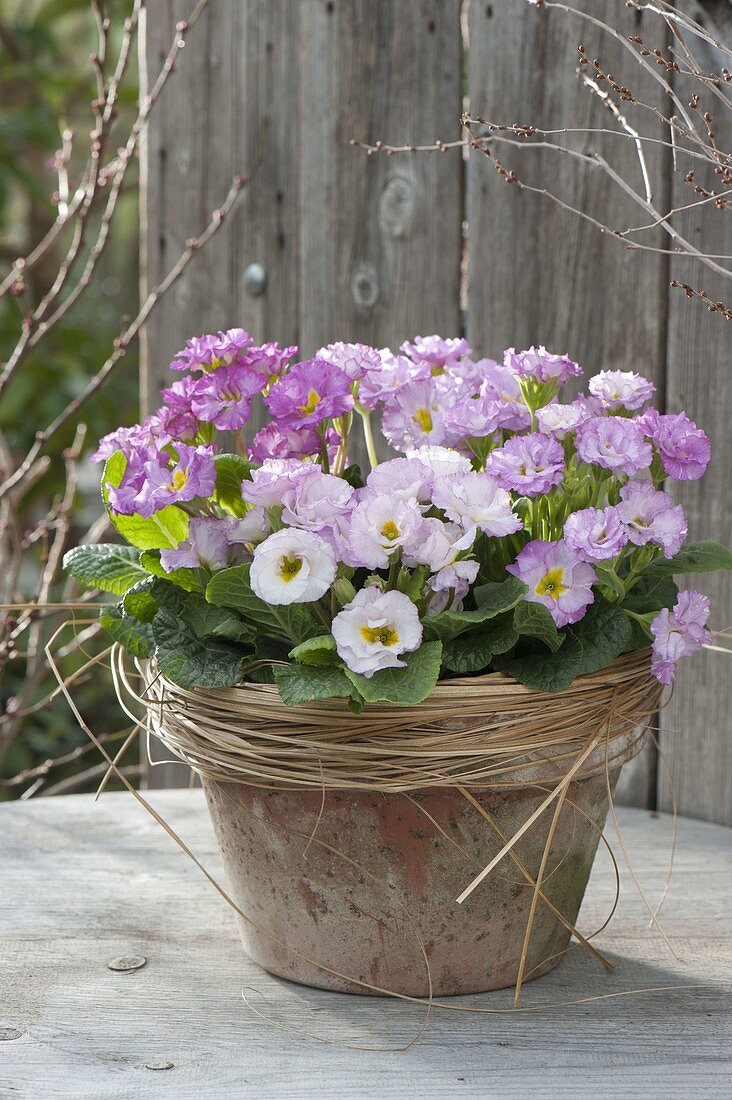 Primula acaulis 'Suzette' in clay pot with grass sleeves