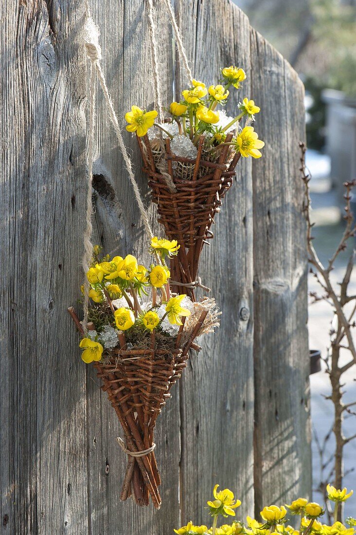 Eranthis hyemalis (winter aconite) in homemade hanging baskets