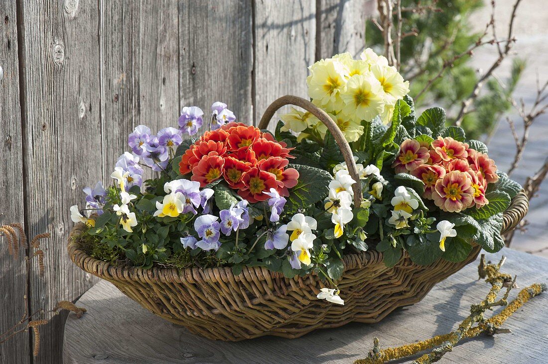 Weidenkorb mit Primula acaulis (Primeln) und Viola cornuta (Hornveilchen)