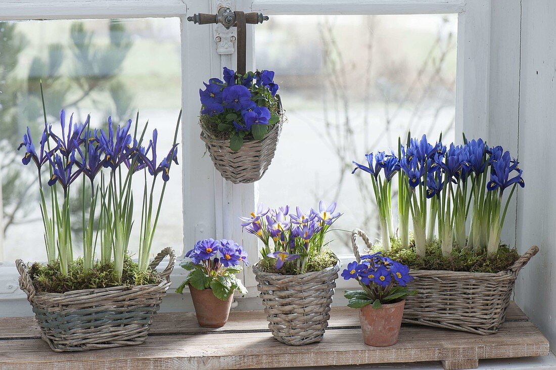 Spring on the windowsill in blue-iris reticulata 'Harmony'