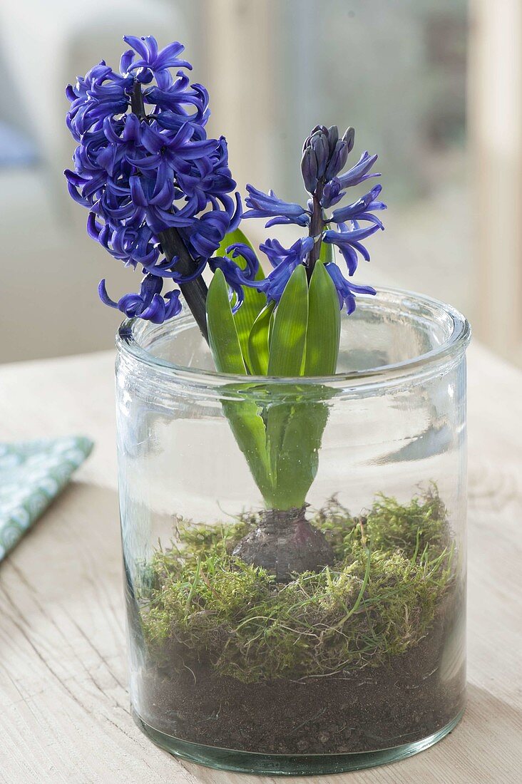 Hyacinthus 'Pacific Ocean' (Hyazinthe) mit Moos in Glas gesetzt