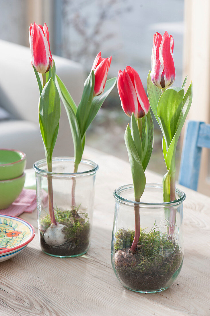 Tulipa greigii 'Plaisir' (Tulpen) in Gläser mit Moos gesetzt
