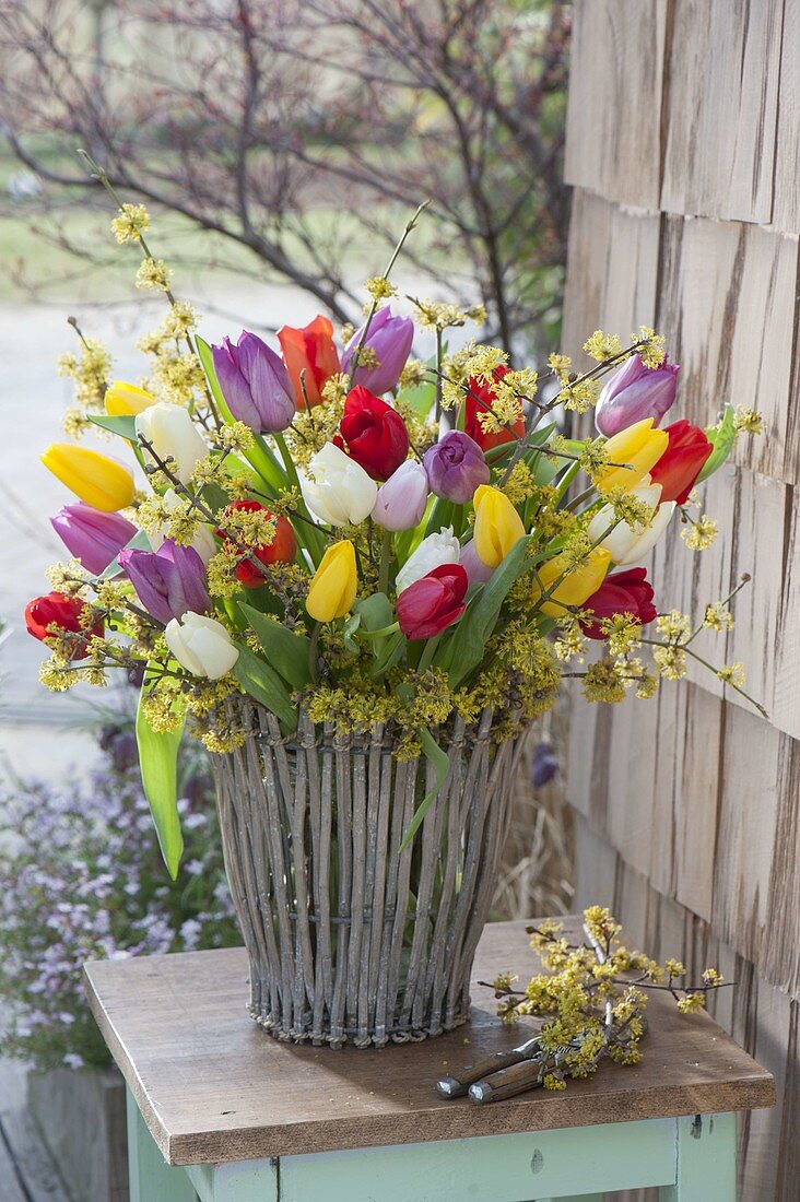 Colorful bouquet made of Tulipa (tulip) and Cornus branches