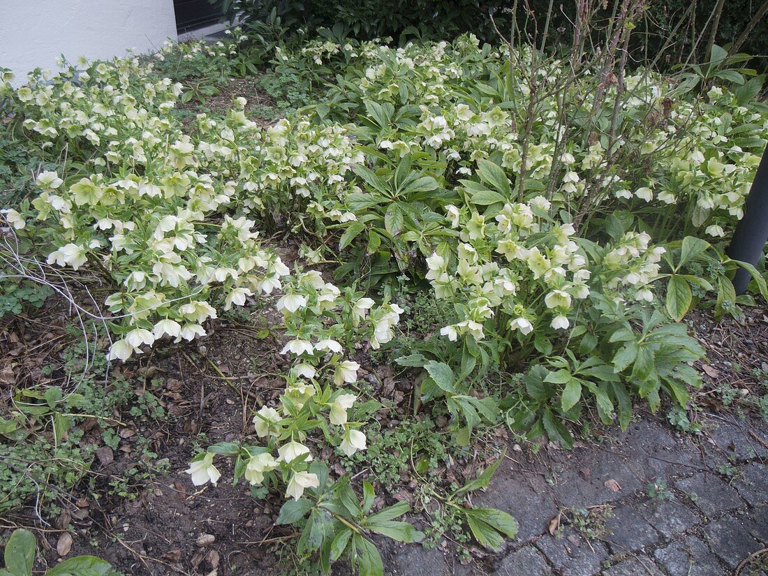 Beet mit Helleborus orientalis (Lenzrosen)