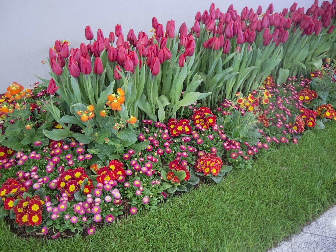 Für Ausstellung gestaltetes Beet mit Tulipa (Tulpen), Primula acaulis
