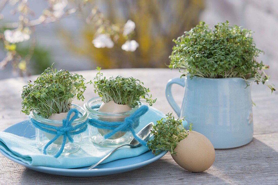 Cress seeded in eggshells and pitcher as an edible table decoration