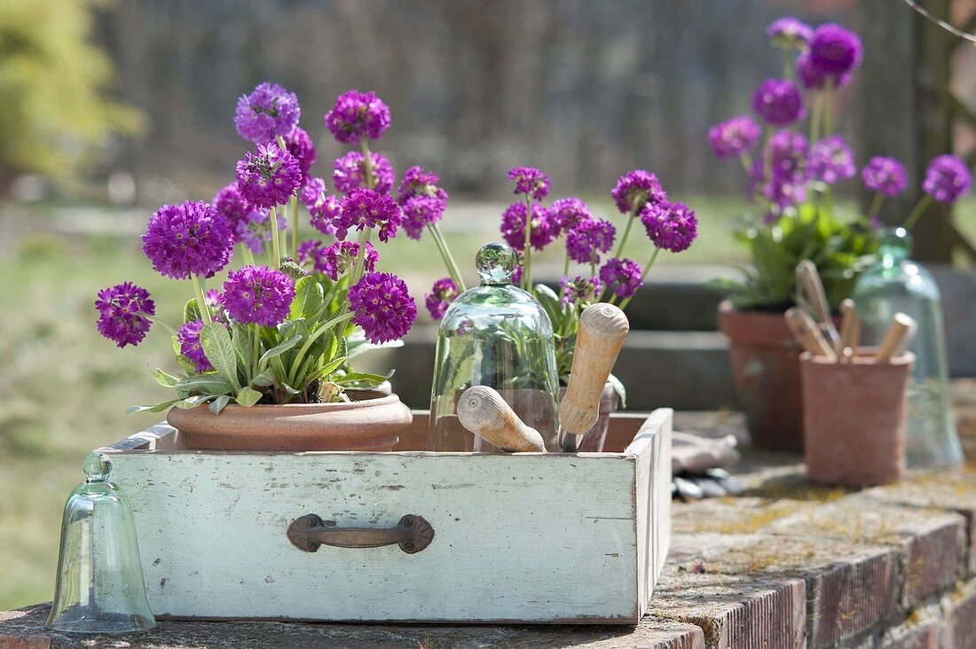 Pots with primula denticulata, glass bells, old drawer