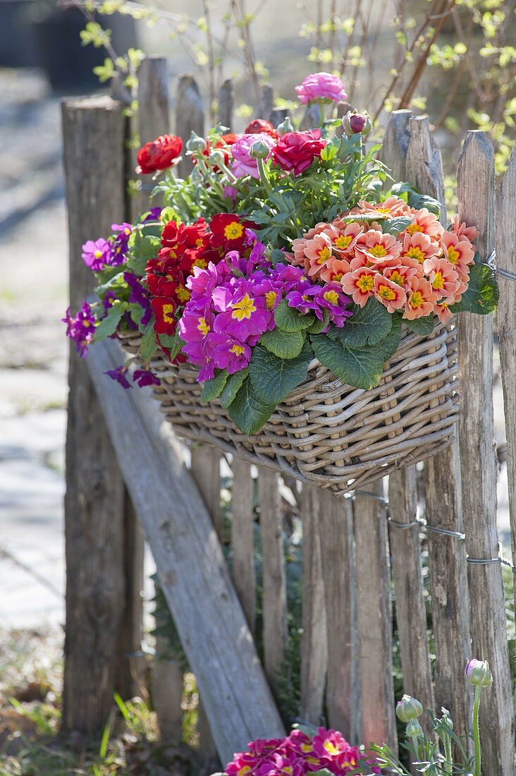 Korbkasten mit Primula acaulis (Primeln) und Ranunculus (Ranunkeln)