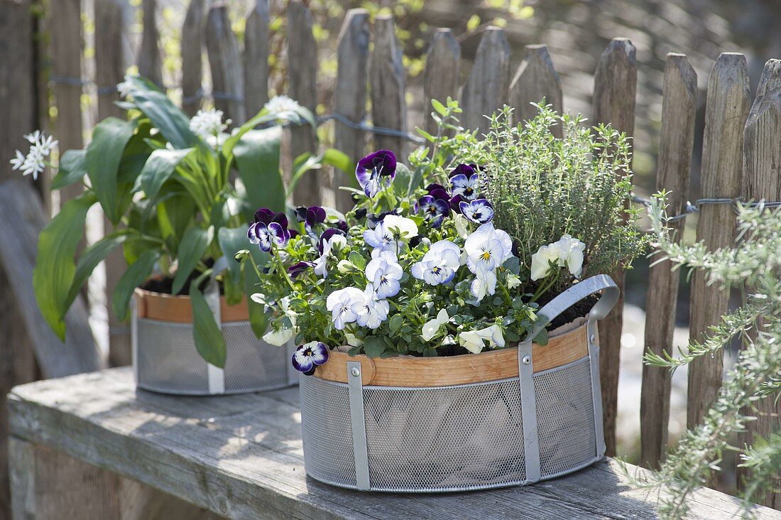 Baskets with viola cornuta, thyme