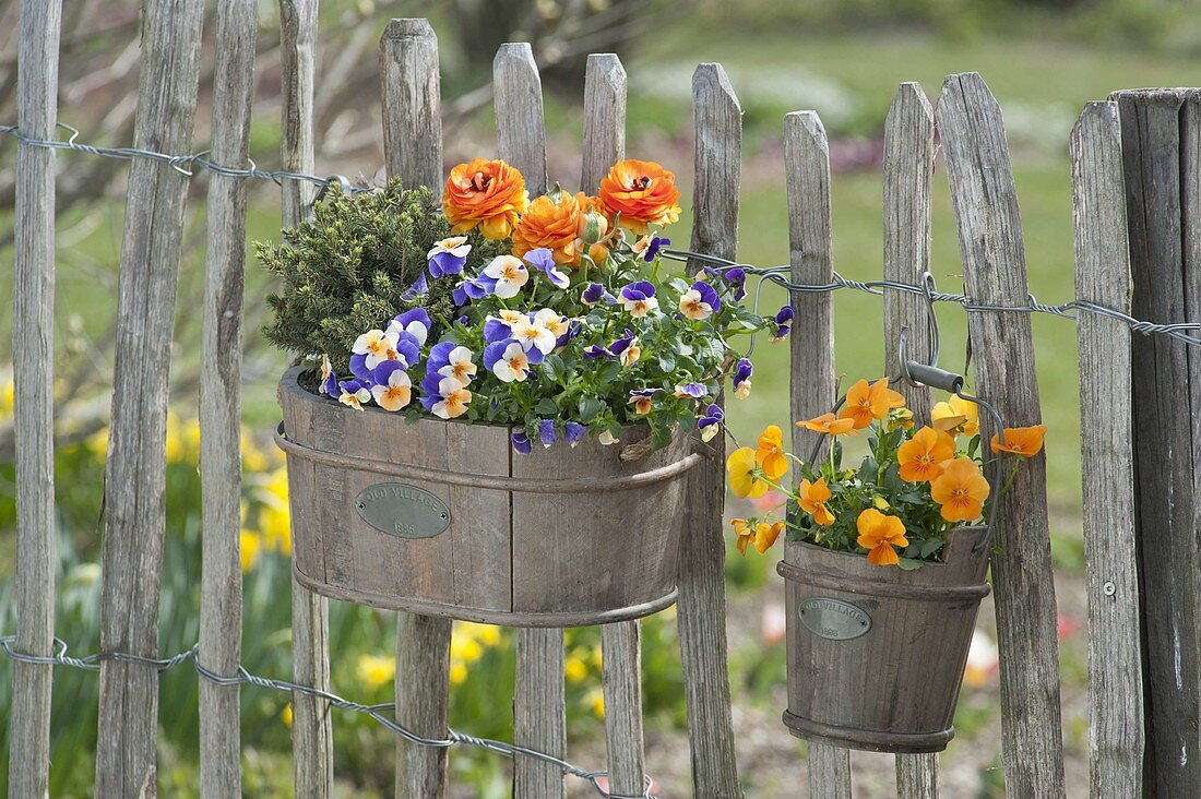 Wooden box and pot with spring planting at the garden fence