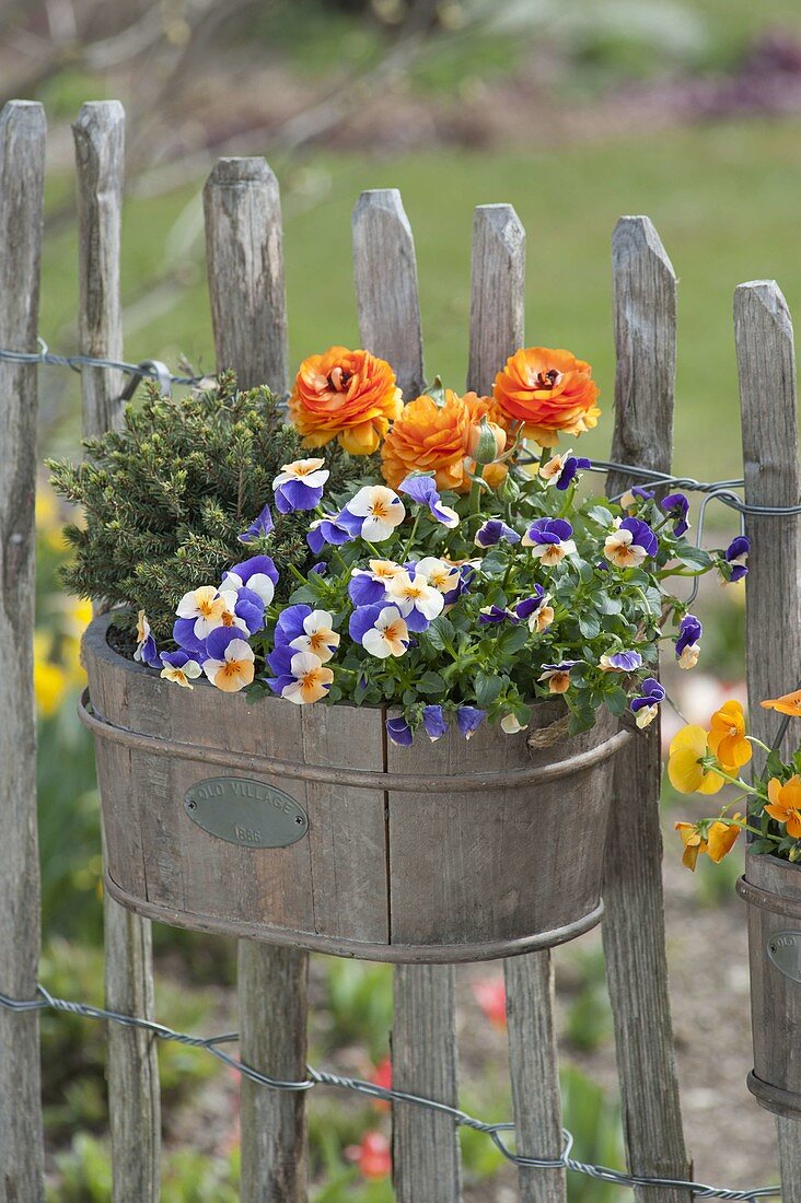Wooden box with spring planting at the garden fence