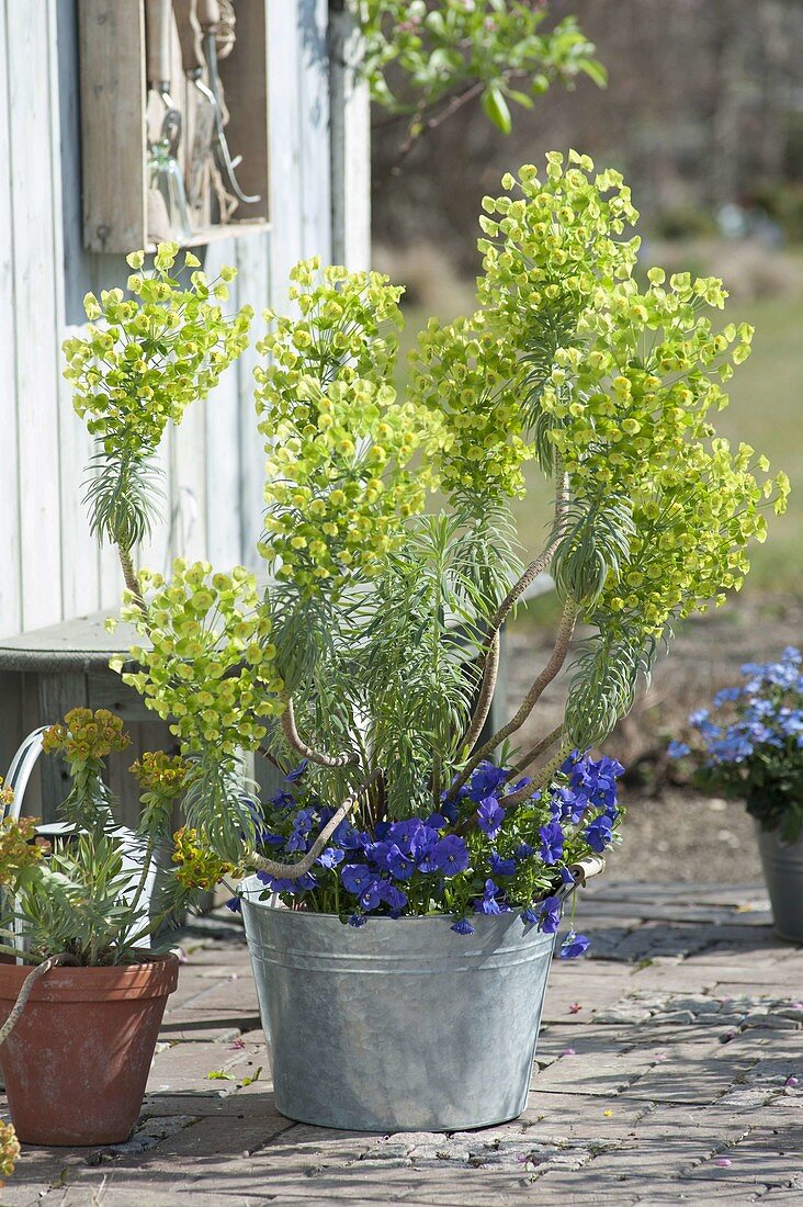 Euphorbia characias (Spurge) underplanted with Viola cornuta