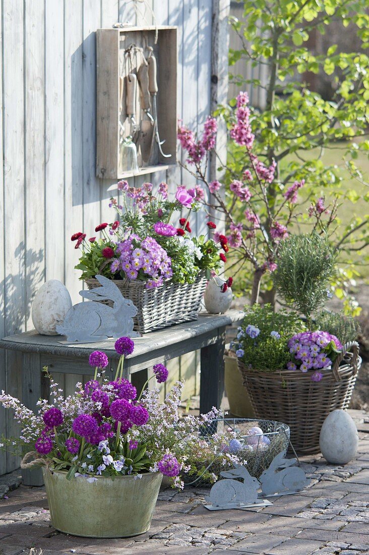 Blechschale und Körbe mit Primula denticulata (Kugelprimeln), Boronia