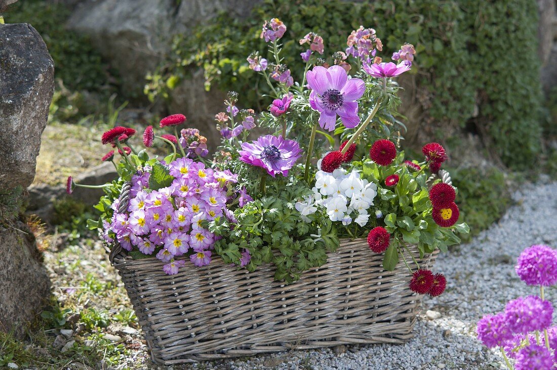 Basket box with spring flowers: Primula acaulis 'Suzette' (Filled primroses)