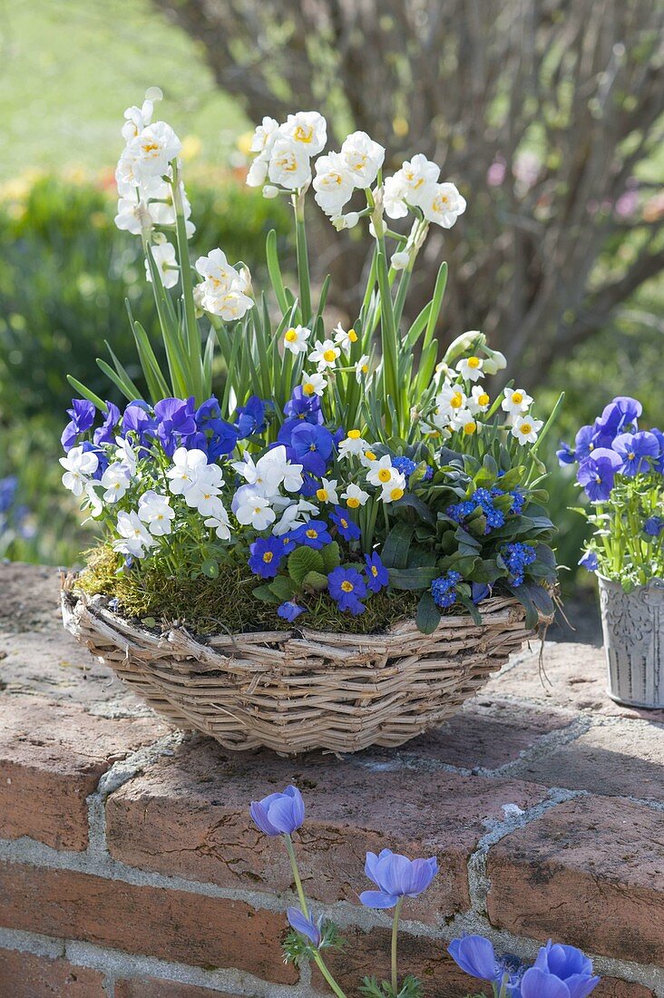 Blue-white spring basket on the wall